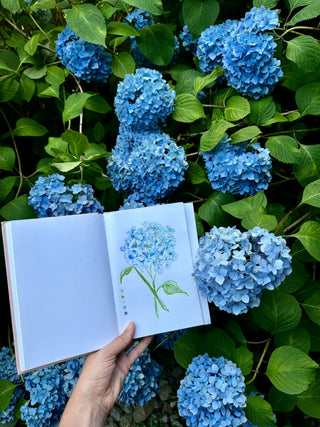 Hydrangea Swatch