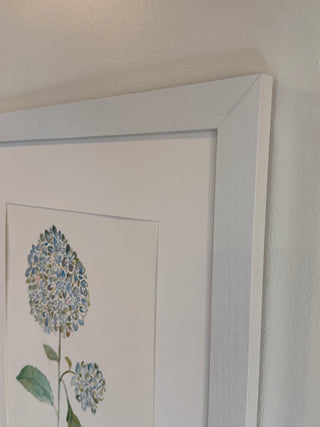 Hydrangea Study