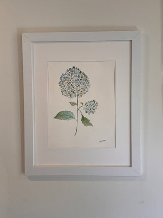 Hydrangea Study