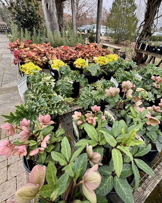 virginia-garden-center-market-grelen